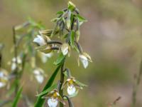 Sumpf-Stendelwurz Orchidee